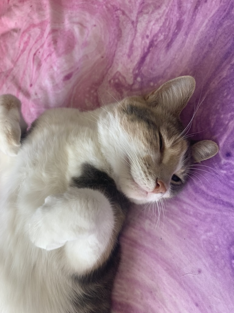 Nasafrasa's Cat Nasa Nasafrasa's Cat Nasa